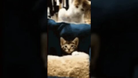 miaow #shorts #youtubeshorts #viral #youtubevideo #kids