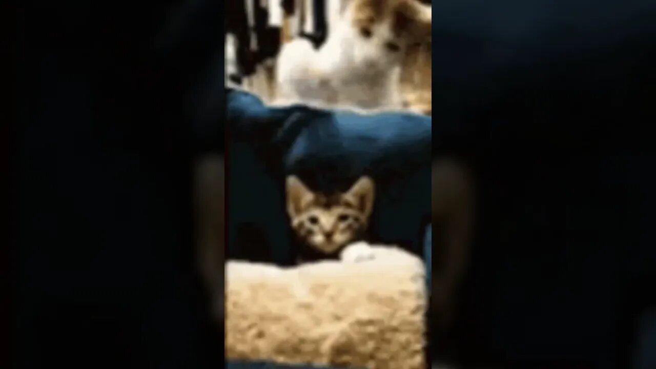 miaow #shorts #youtubeshorts #viral #youtubevideo #kids