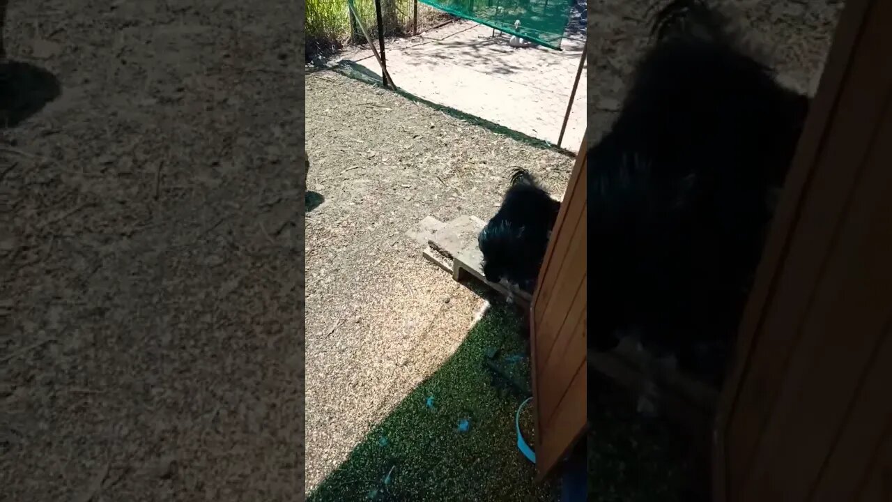 Good morning Silkies