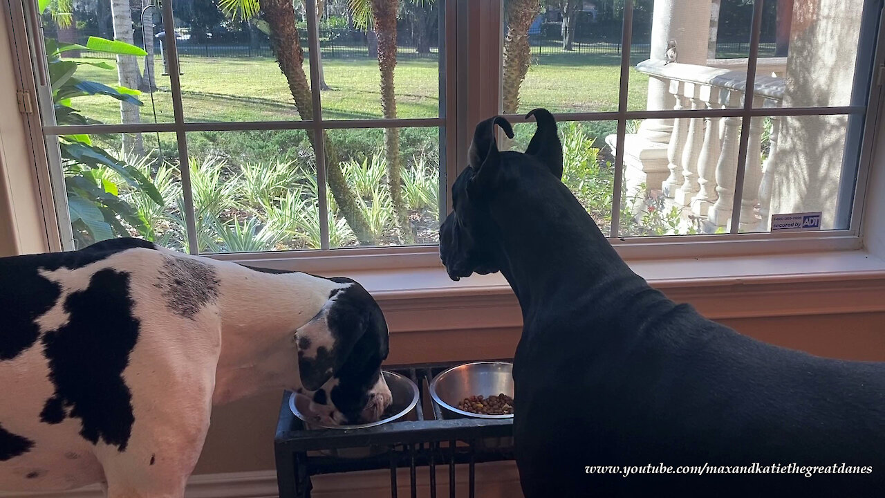 Happy Great Danes Enjoy Breakfast With A Squirrel View