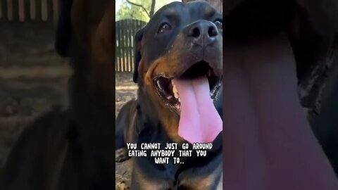 Hungry Rottweiler