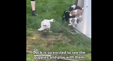 Duck waving its tail like a puppy to fit in with its puppy gang