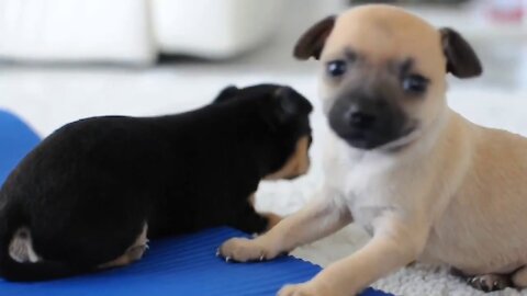 Cute Dogs and Puppies Playing Love For Dogs
