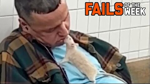 Funny animals / Part 10 😂 #pet #cat #dog #cute #animals #foryou #typ
