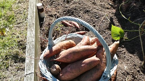 Sweet Potatoe Harvest 2024