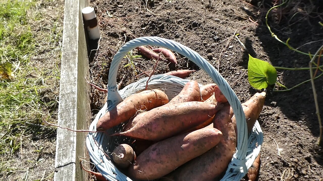 Sweet Potatoe Harvest 2024