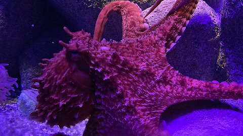 New York Aquarium (Coney Island, Brooklyn) 1 of 2