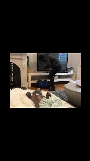 Staffies are the world's worst guard dogs!