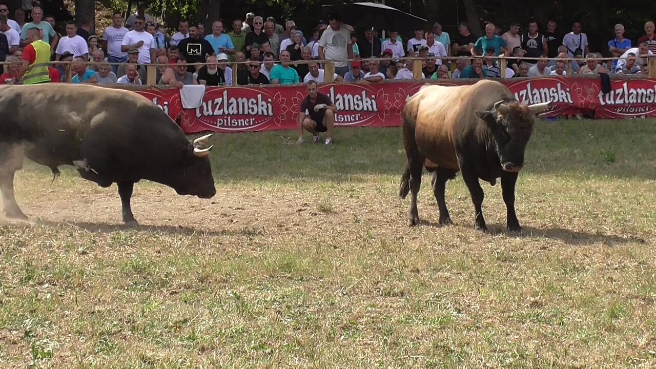 Dingo od Alibašića vs Jelenko od Mate i Elvira Stražbenica 2024