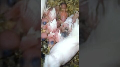 Bengalese Breeding