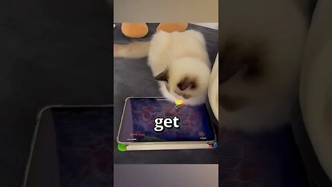 ARE YOU LIKE one of these CATS 🤣 Wholesome Moments