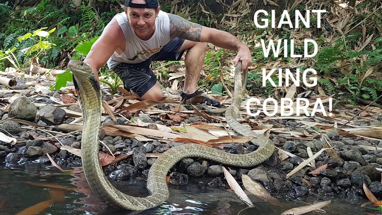 GIANT WILD KING COBRA! #kingcobra #snakes #wildlife #venomous #animals #cobra