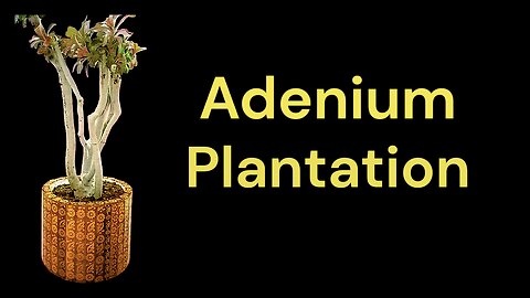 Adenium plantation in beautiful pot. #garden #adenium #plantation #gardening