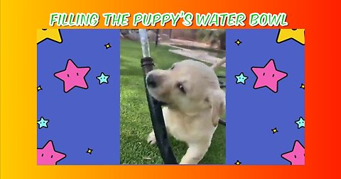 Going to fill the water bowl! 🙌🥰🐶🐾