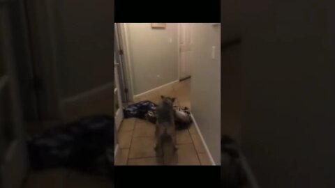 Hahaha,just can't stop laughing😂#laugh #funnyanimals #hotveido #funnydogs #funnycats #ᴩᴏᴩᴜʟᴀʀᴠᴇᴅɪᴏꜱ