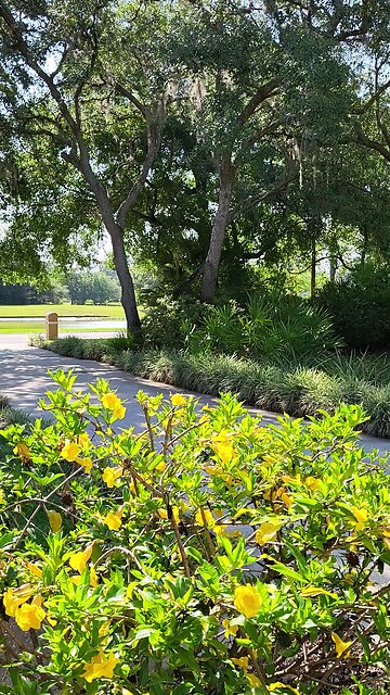 Florida Mockingbird Solo