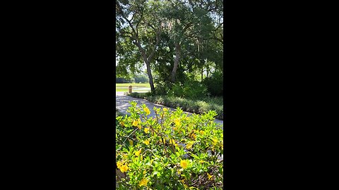 Florida Mockingbird Solo