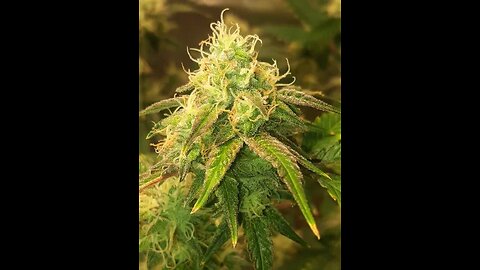 Wake N Bake! 8-15-24