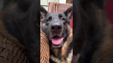 GERMAN SHEPHERD:THE BIGGEST DOG...#SHORTS