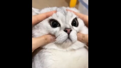 Cute & Funny Cat Video!🐈🐱