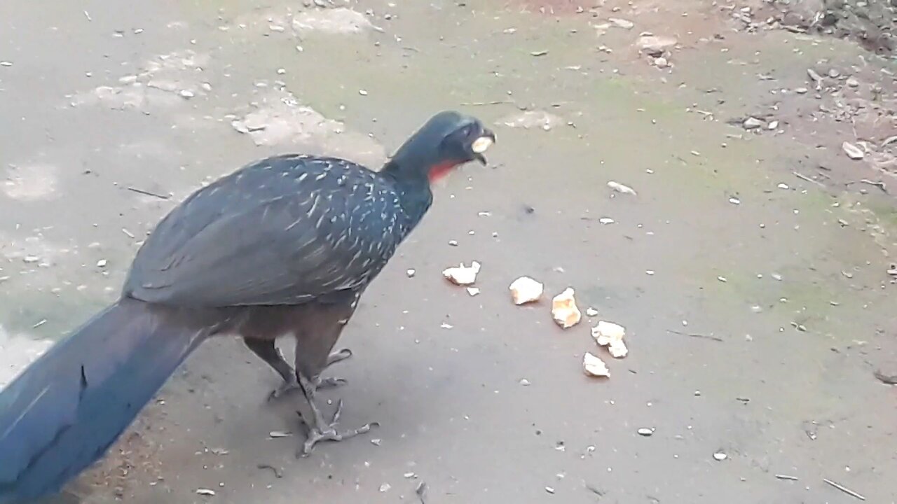Jacus se Deliciam com Bananas no Solo: Uma Festa Natural