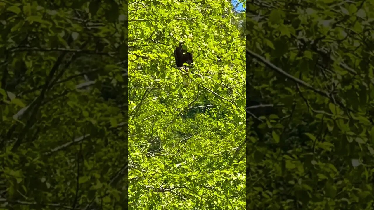 🇺🇸 Happy 4th of July with real American bald eagles 🦅 from Alaska! #shorts