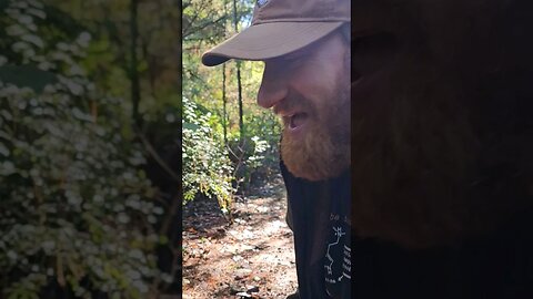 Thumpin Mushrooms with Alan Rockefeller #bolete #porcini #asmr #mushroom