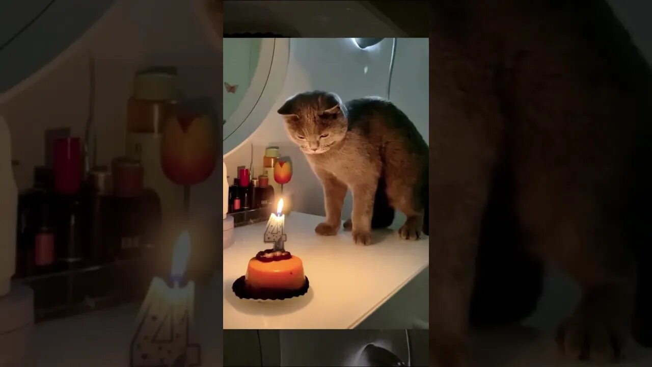 cute animals