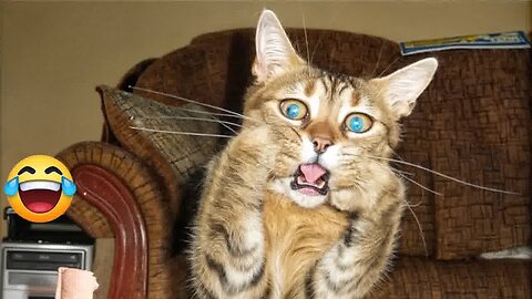 Best Funny Animal Video