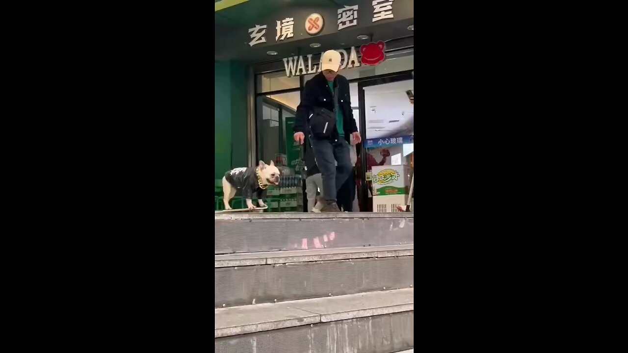 pitbull dog at human level skateboarding #animal #pets #dog