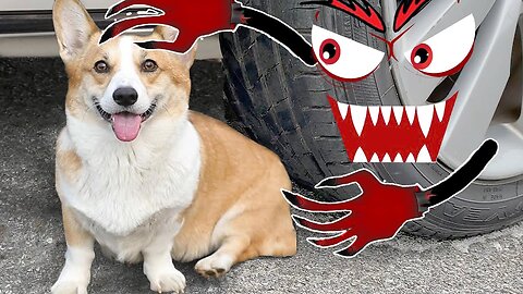Experiment Car Vs Dog | Crushing Crunchy & Soft Things By Car | Doodles