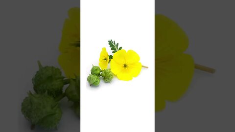 This Herb Tells Your 𝗧𝗲𝘀𝘁𝗶𝗰𝗹𝗲𝘀 𝗧𝗼 𝗣𝗿𝗼𝗱𝘂𝗰𝗲 𝗧𝗲𝘀𝘁𝗼𝘀𝘁𝗲𝗿𝗼𝗻𝗲