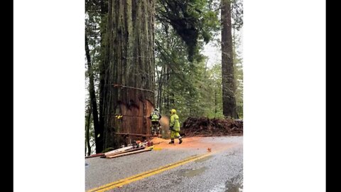 Lumbermen Cutting Down Huge Tree