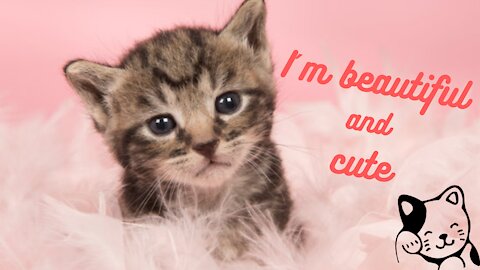 cute animated cats