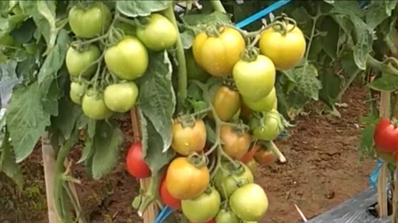 the tomato tree bears a lot of fruit and is fertile