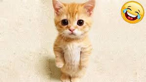 Best funniest Cats and Dogs videos 2024
