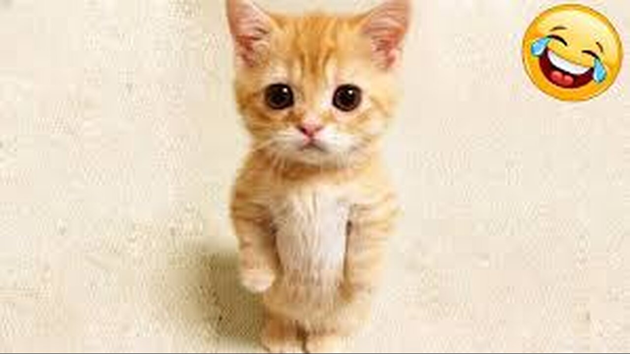 Best funniest Cats and Dogs videos 2024