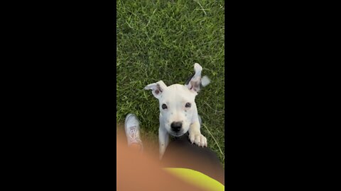 Adorable puppy incredible sunset