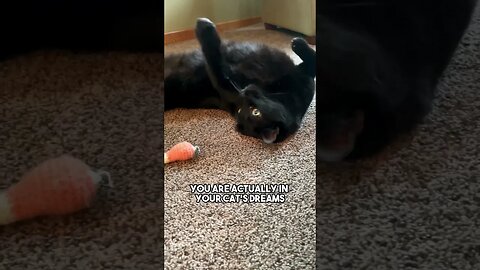 Send to someone❤️ #cat #kitten #blackcat #catfact #catsoftiktok #leonthecatdad #leontcd #catlover