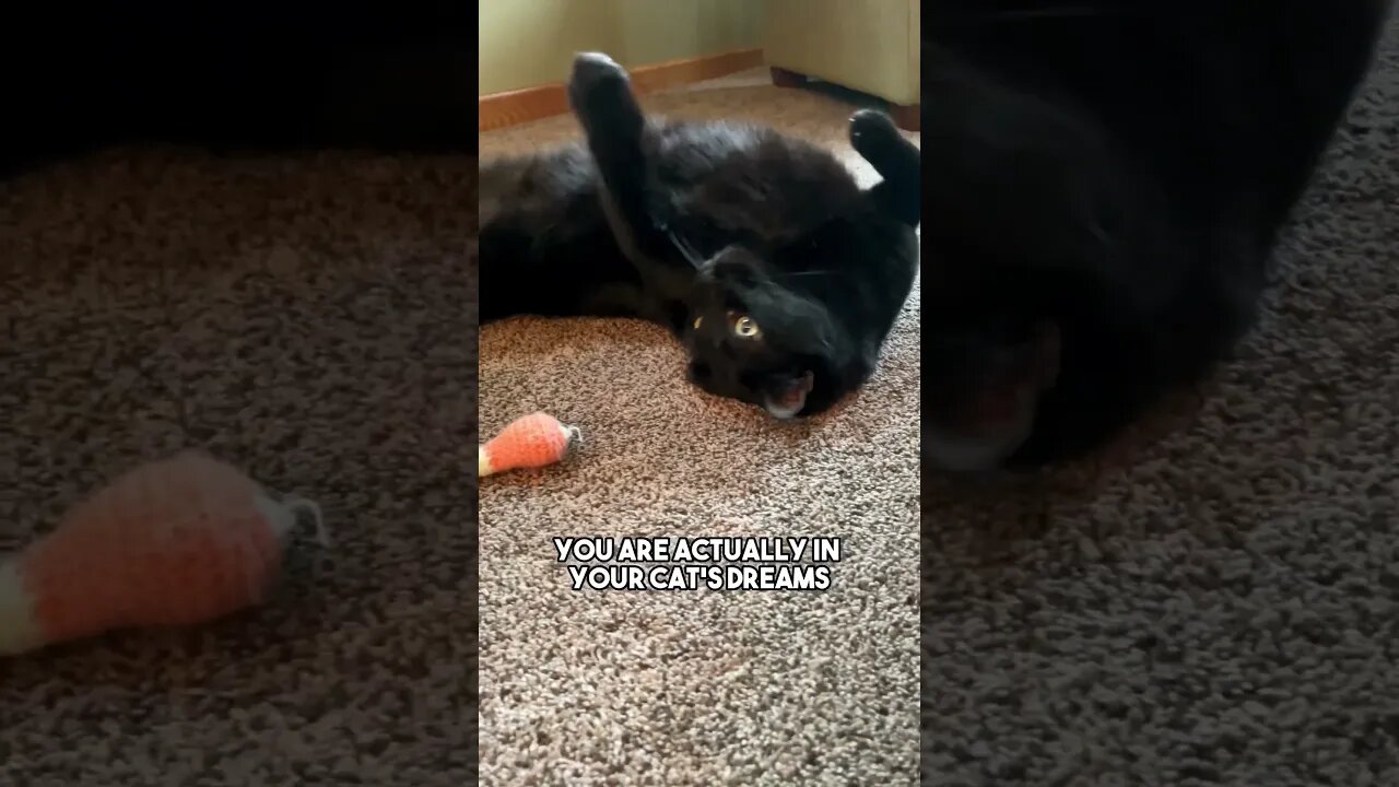 Send to someone❤️ #cat #kitten #blackcat #catfact #catsoftiktok #leonthecatdad #leontcd #catlover