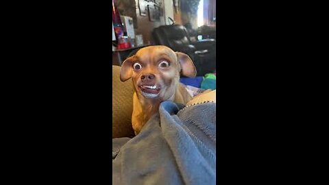 Dogs funny compilations🐾🐕‍🦺🦴