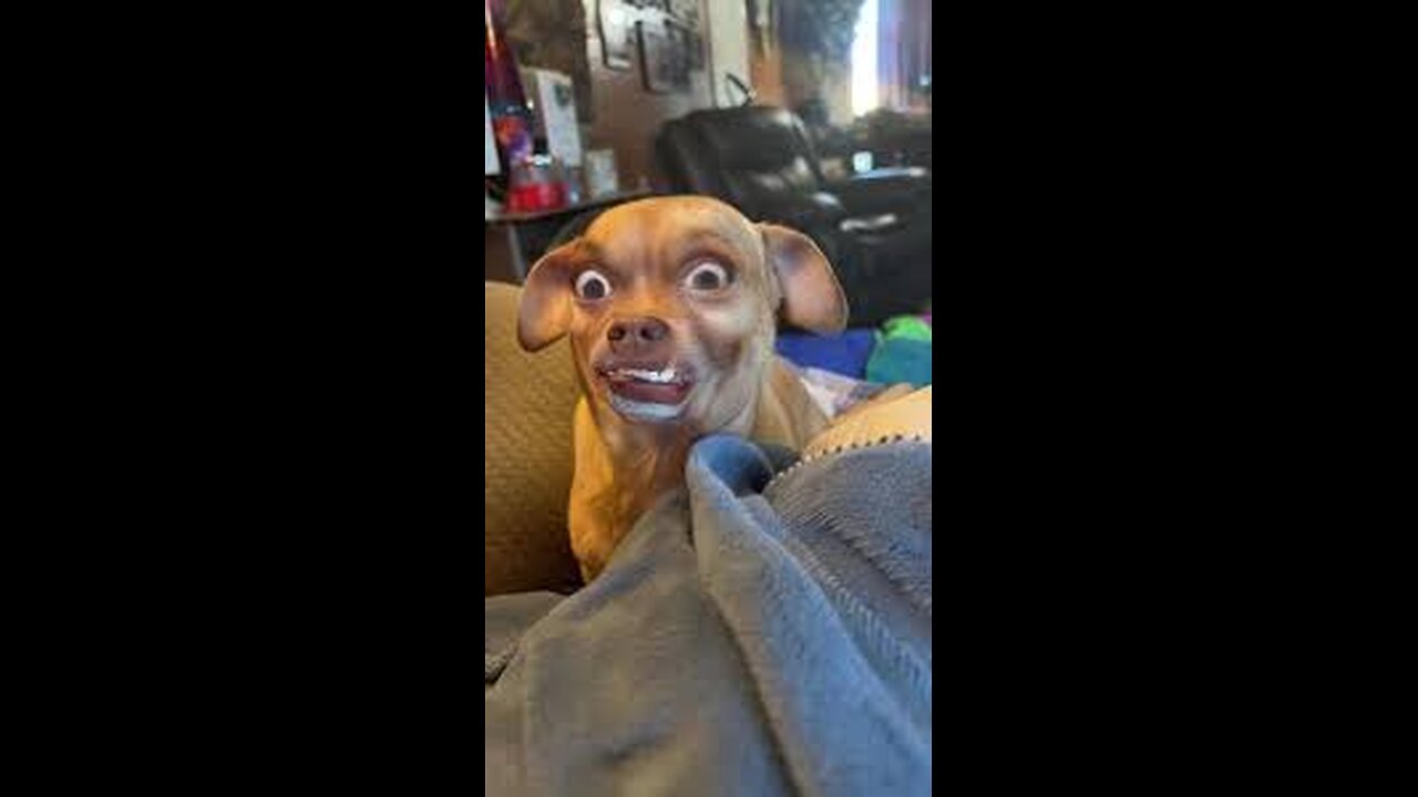 Dogs funny compilations🐾🐕‍🦺🦴