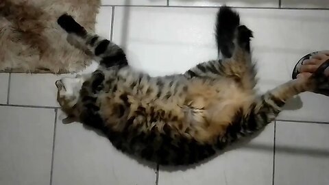 A GATA GORDA RESOLVEU TOMAR BANHO