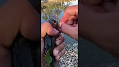 Today I caught an EXOTIC fish