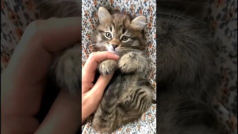 só quem ama gatos 🐱 deixa um 👍