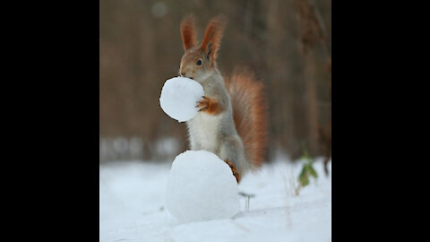 Squirrels life up close