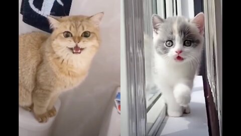 Baby Cats Cute and Funny Cat Videos Complattion #3