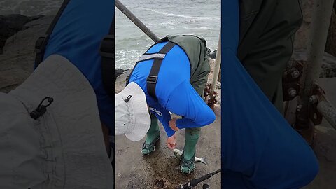 Snapper Blues all over jetty now!!!