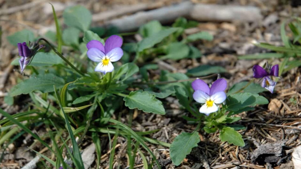 Amor-perfeito ( Viola tricolor ) serve para reumatismo e febre