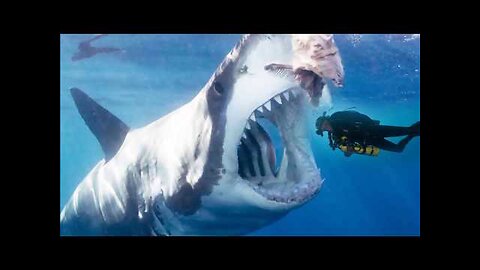 52 Foot Long Megalodon in Real Life!